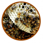 crema de ordeñe crebell-abejas